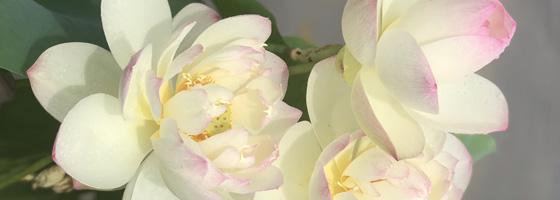 White Lotus | Ten Mile Creek Nursery