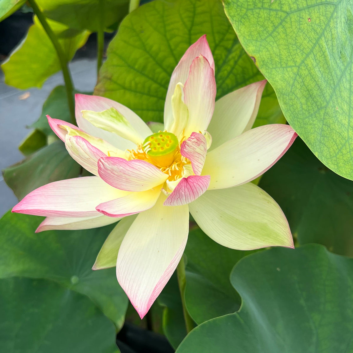Jinling Prince Lotus – Ten Mile Creek Nursery
