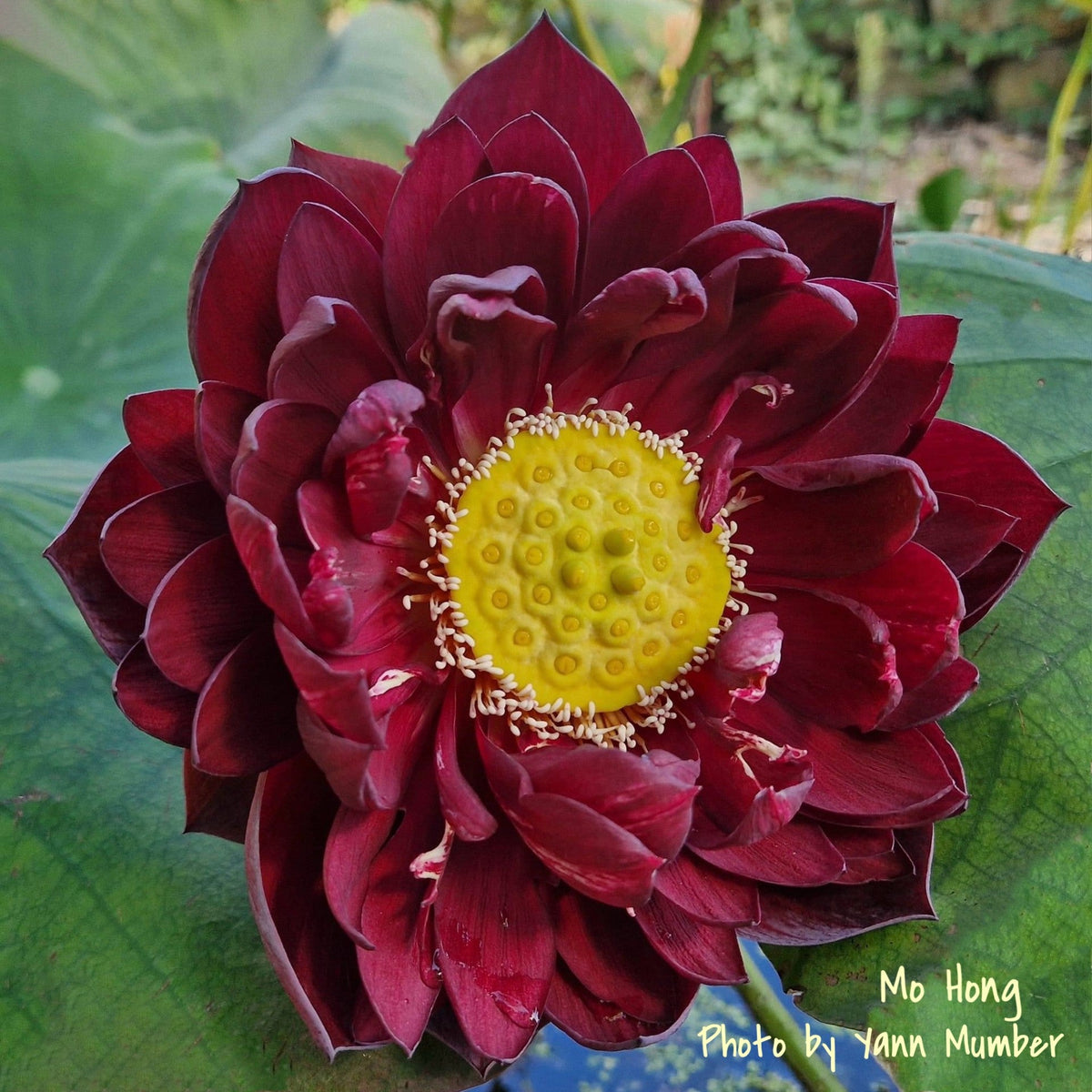 Mo Hong - Black Red – Ten Mile Creek Nursery