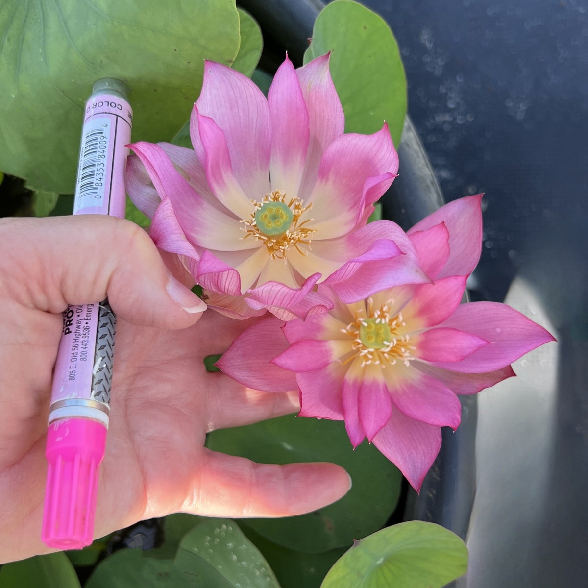 2025 Pink A Boo Mini Lotus