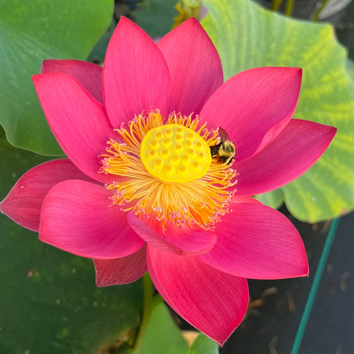 Shine Miniature- Many flowers! – Ten Mile Creek Nursery