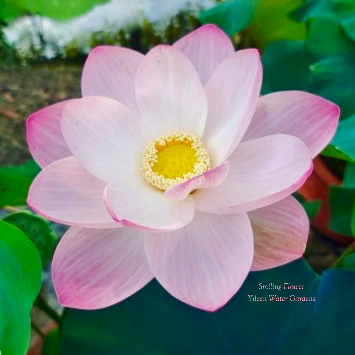 2026 Smiling Flower - Exquisite Classic Beauty! – Ten Mile Creek