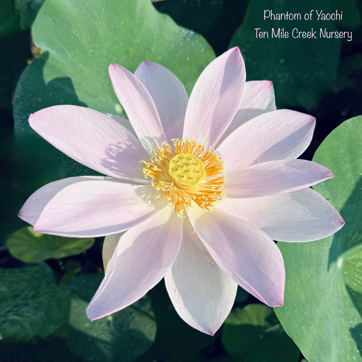 Phantom of Yaochi - Ghostly color! – Ten Mile Creek Nursery