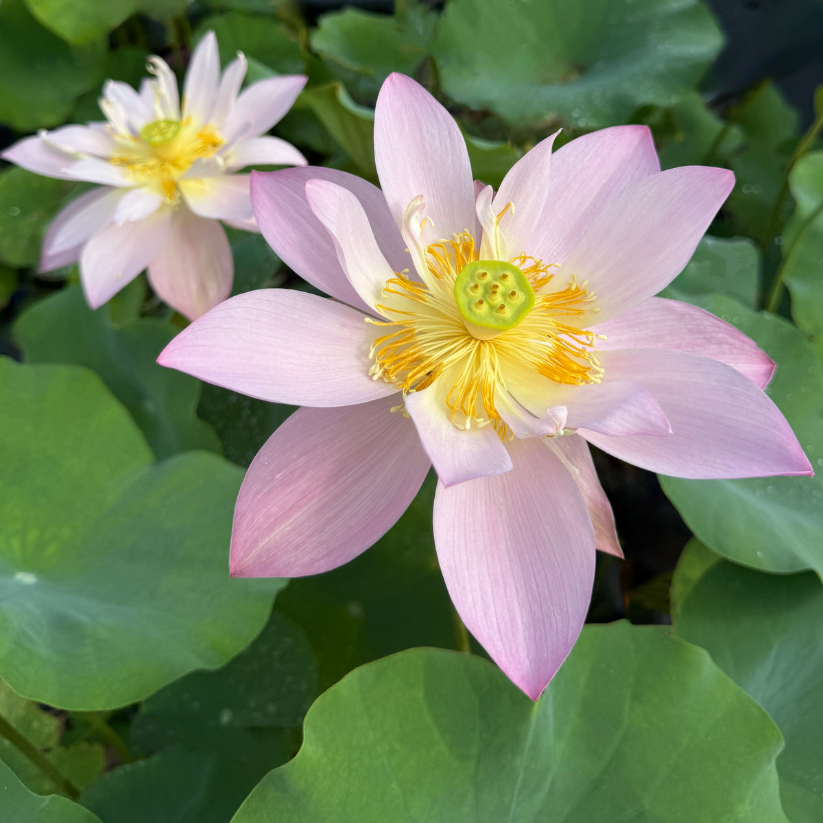 2026 Tiger Feelings- Flashy Color Contrasts! – Ten Mile Creek Nursery