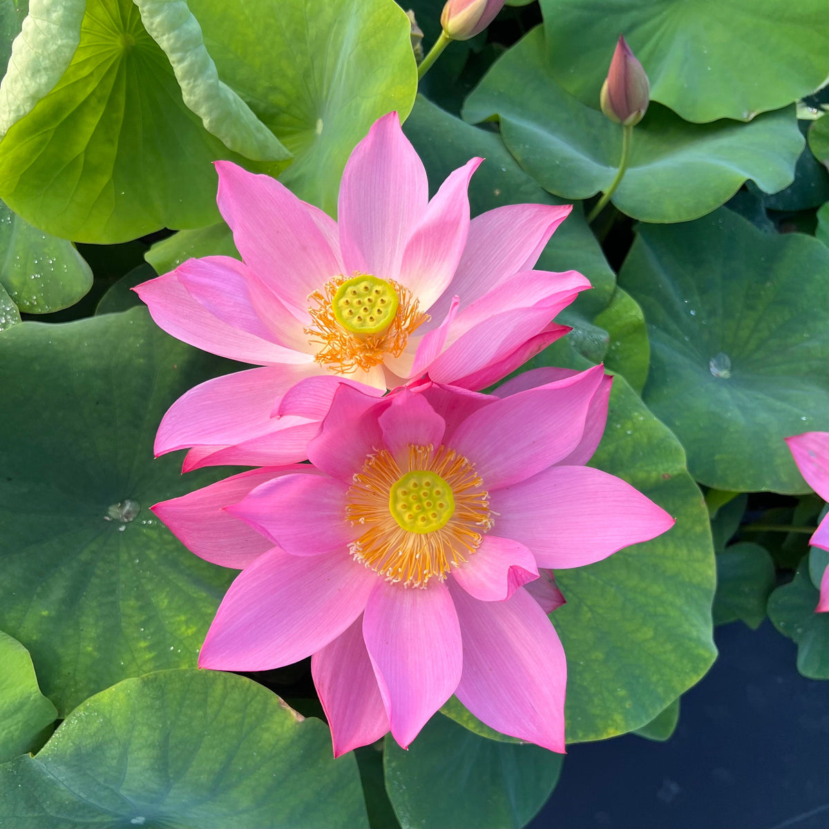 Ju Zi - Gorgeous Flowers! – Ten Mile Creek Nursery