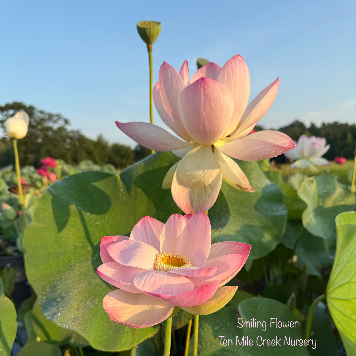 2026 Smiling Flower - Exquisite Classic Beauty! – Ten Mile Creek