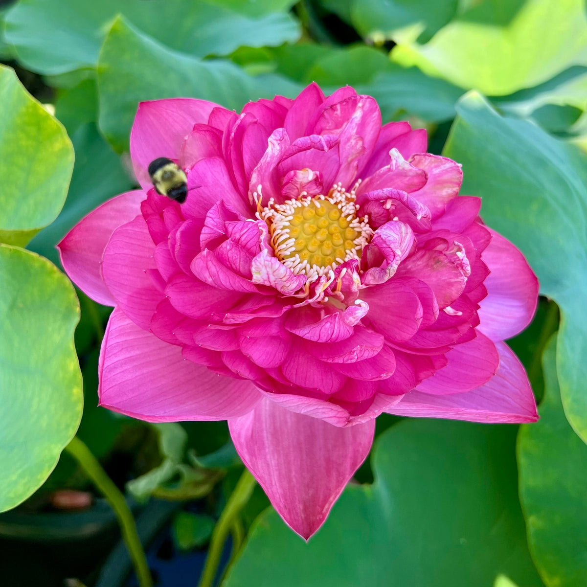 Serendipity Red 136 | Beautiful Lotus Flower Collections – Ten