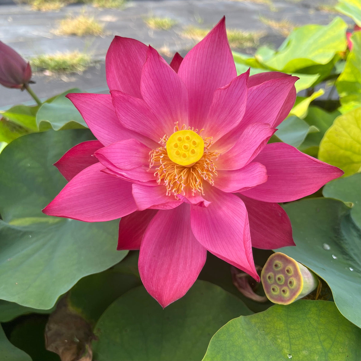 Tender Love – Ten Mile Creek Nursery