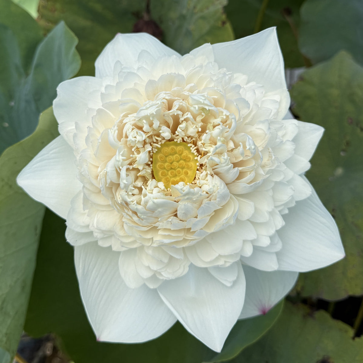 2026 Nanzhou Snow Peak Lotus – Ten Mile Creek Nursery