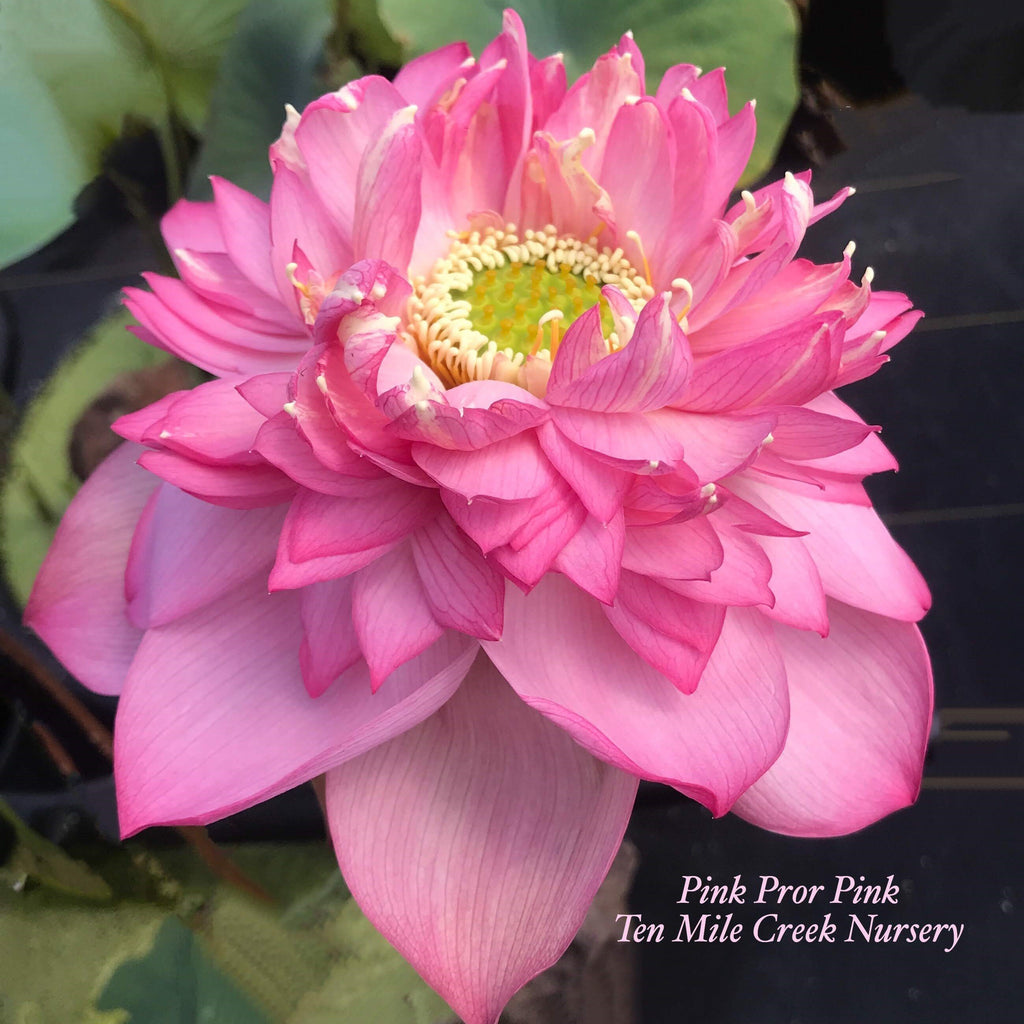2020 Pink Symphony (Pink Pror Pink) - Ten Mile Creek Nursery