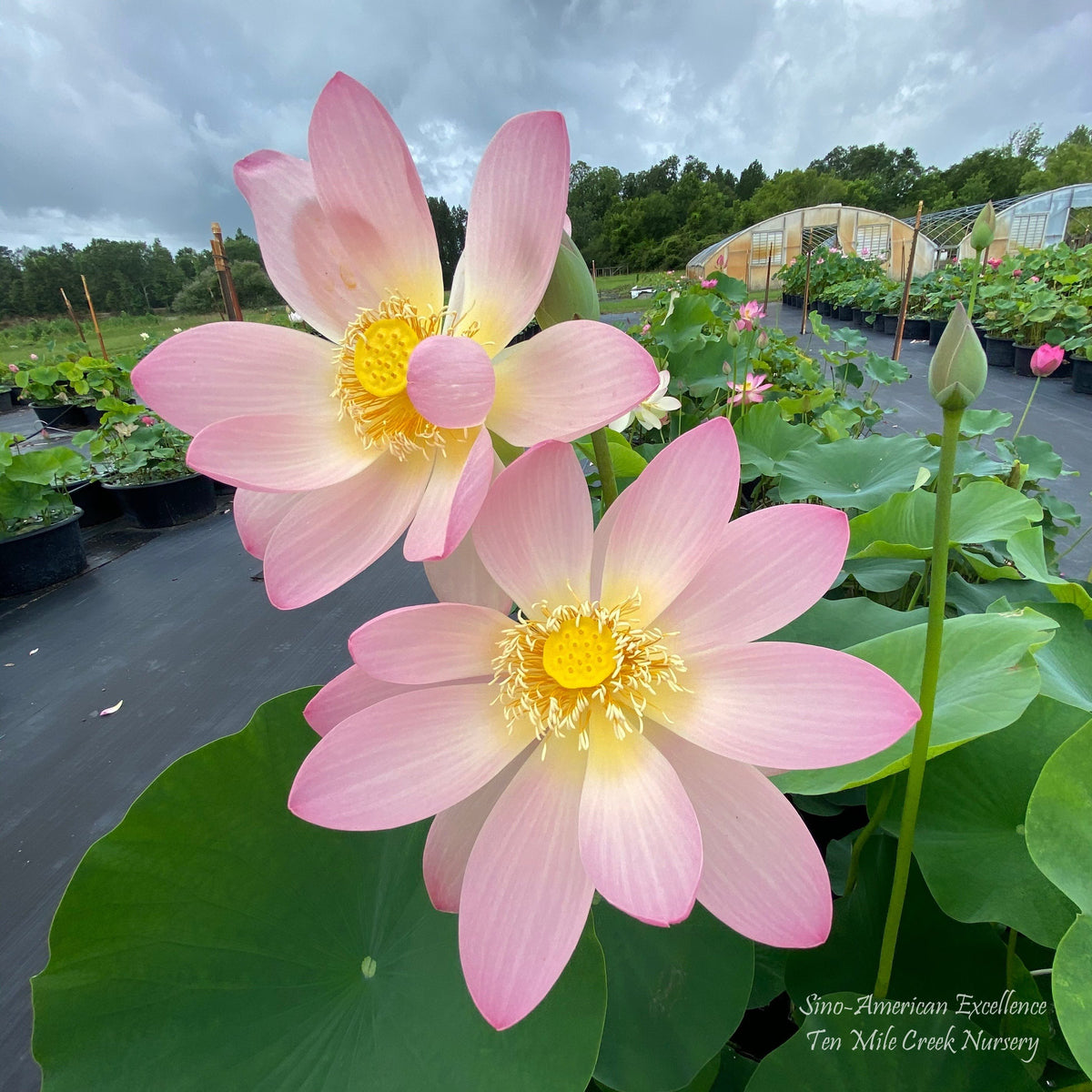 Sino-American Excellence - Glorious, HUGE flowers! Edible rhizomes