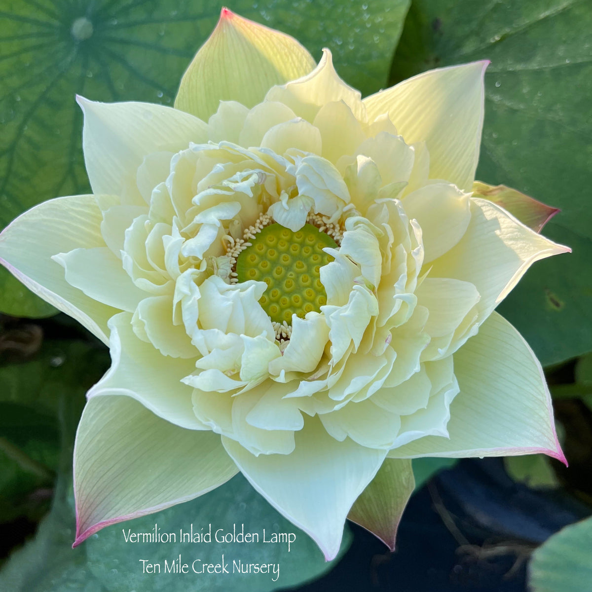 Vermilion Inlaid Gold Lamp- Like Velvet! – Ten Mile Creek Nursery