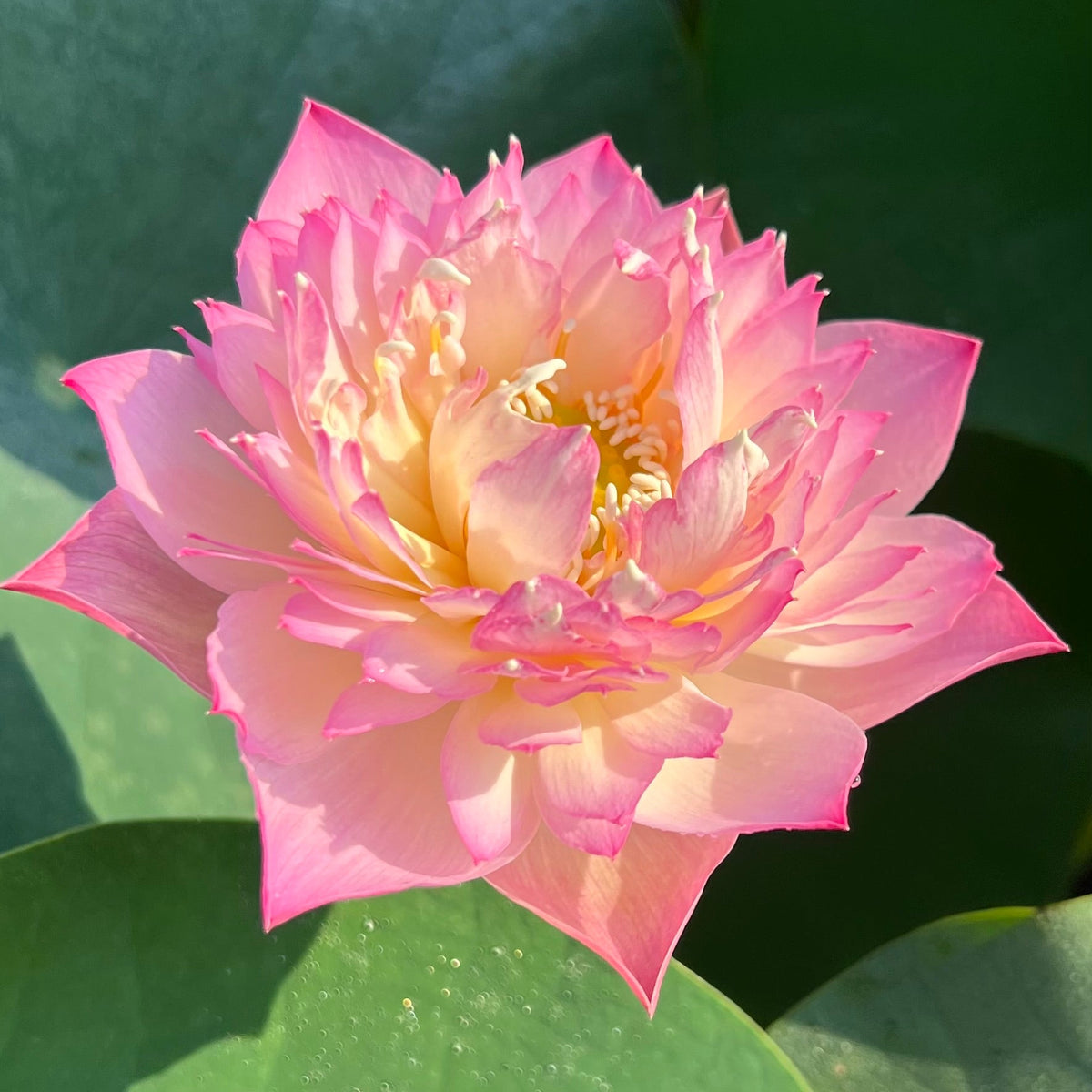 Beauty Liao Bowl Lotus – Ten Mile Creek Nursery