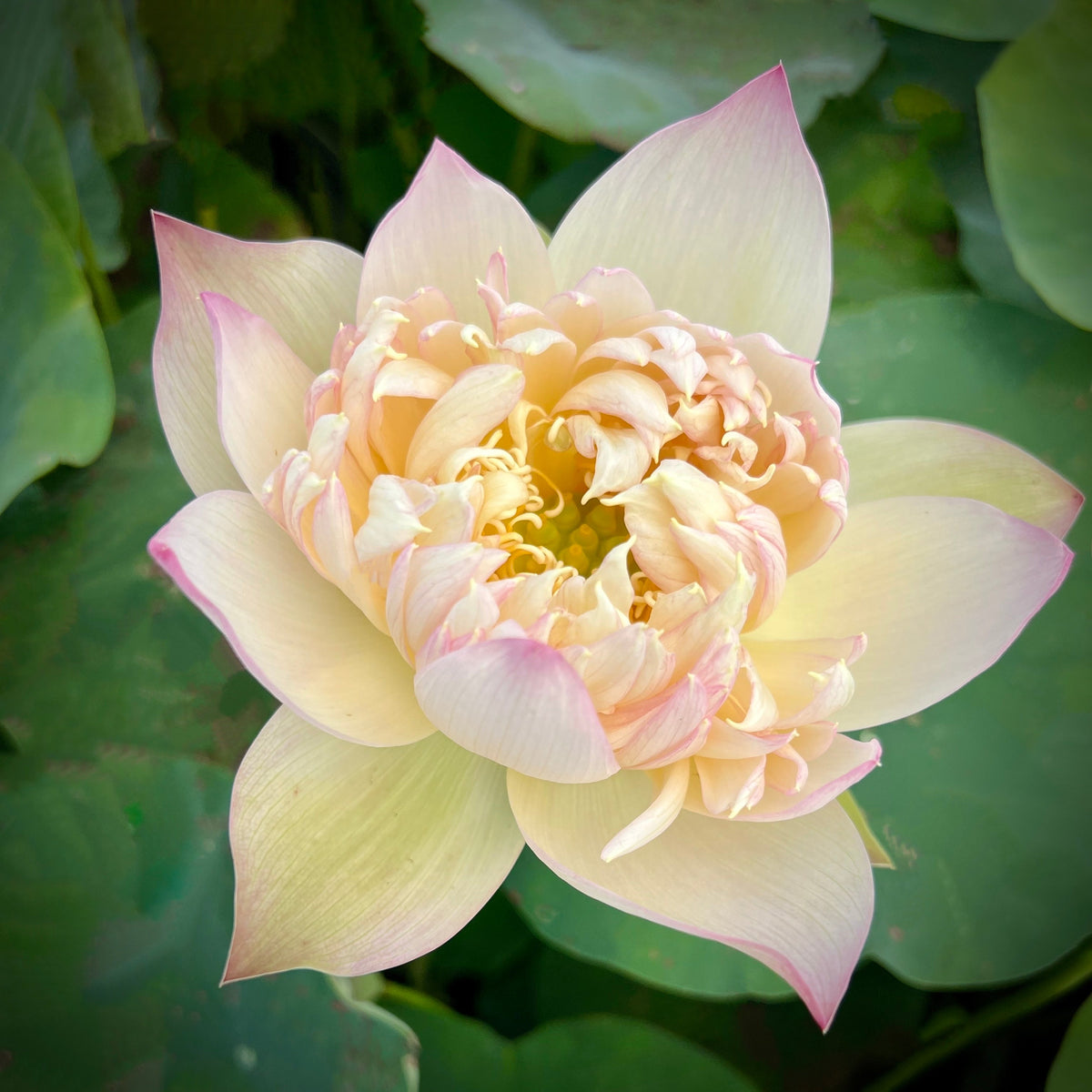 Lotus Petal 4枚セット Traditional Thousand Petals - Multi-Hearted Flowers Lotus (Bare Root)