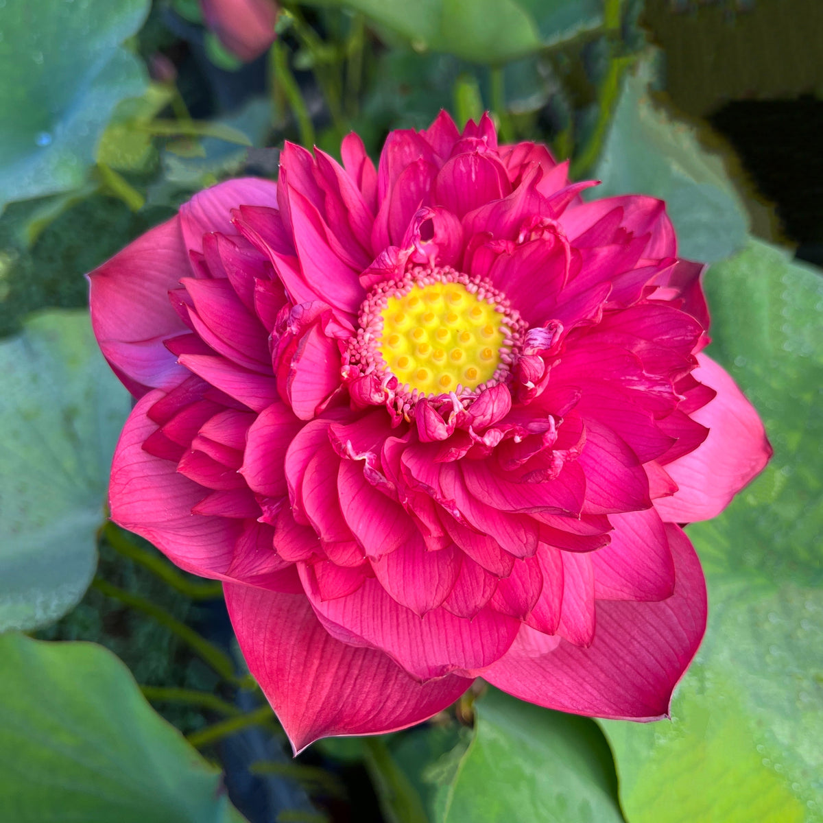 New Lanceolate Red | Beautiful Lotus Flower Collections – Ten Mile