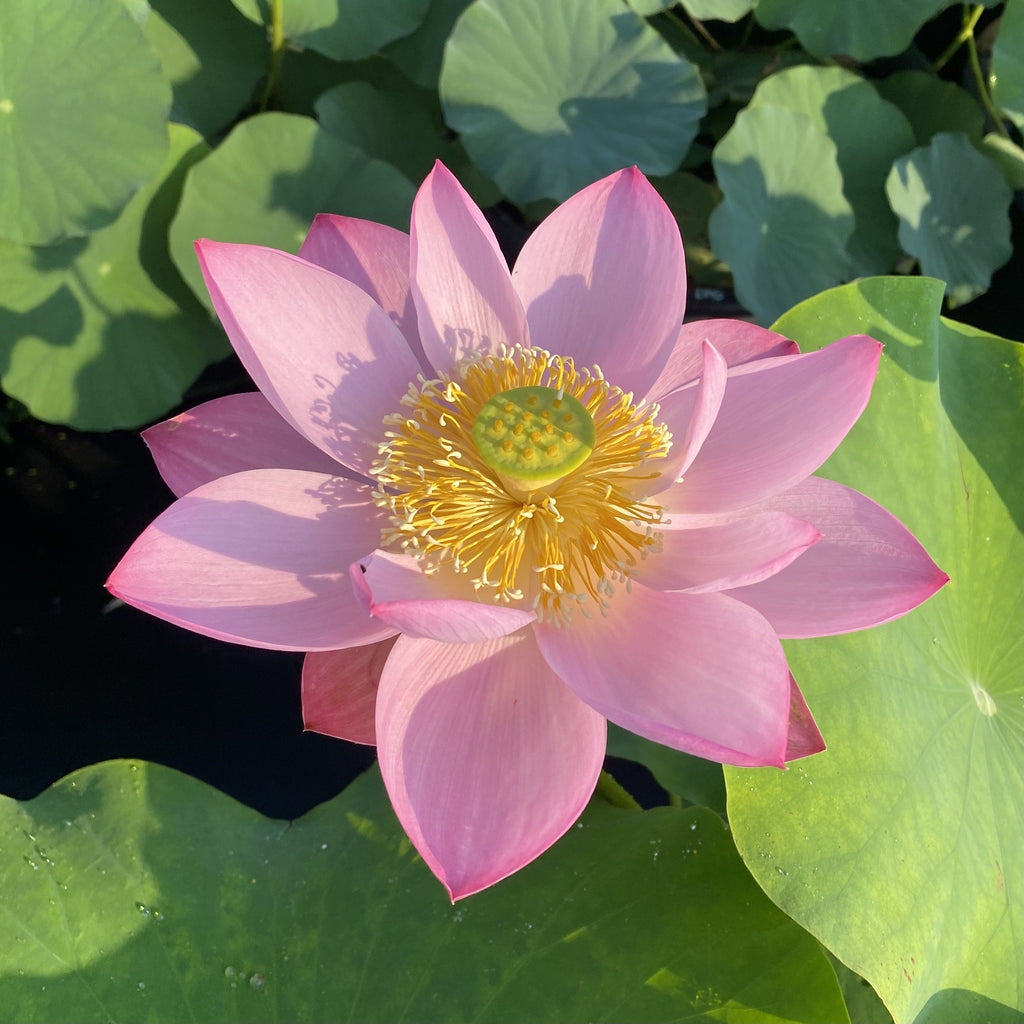 Ancient Chinese Lotus - Huge Flowers! - Ten Mile Creek Nursery