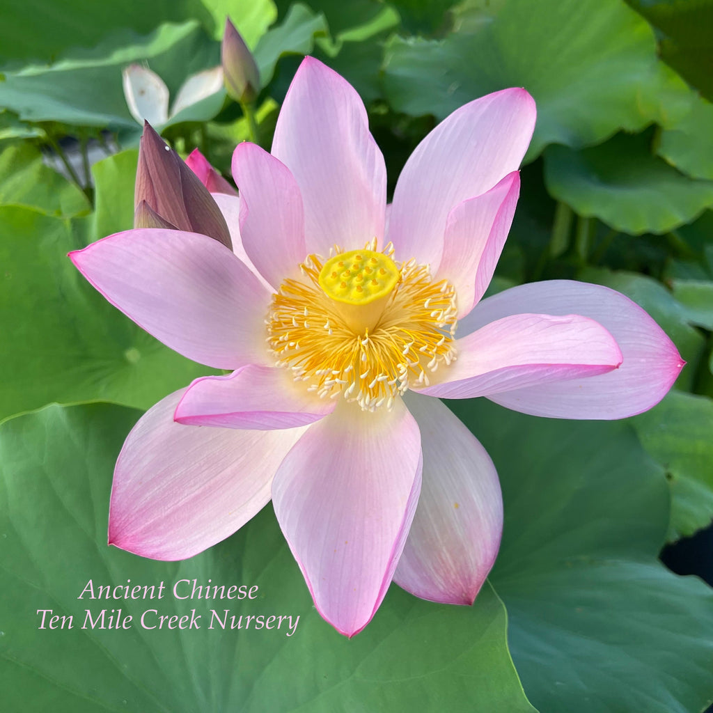 Ancient Chinese Lotus - Huge Flowers! - Ten Mile Creek Nursery