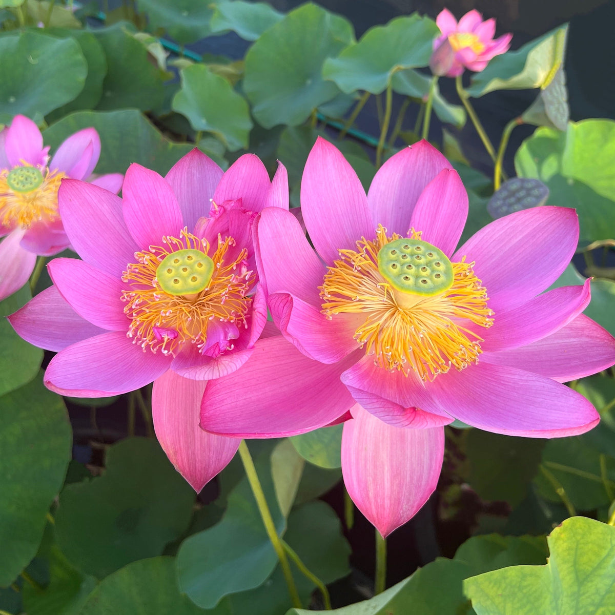 2026 Beijing Temple of Heaven Lotus - Celestial Beauty! – Ten Mile