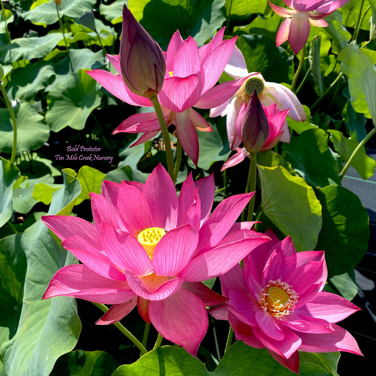 bold-protector-lots-of-flowers