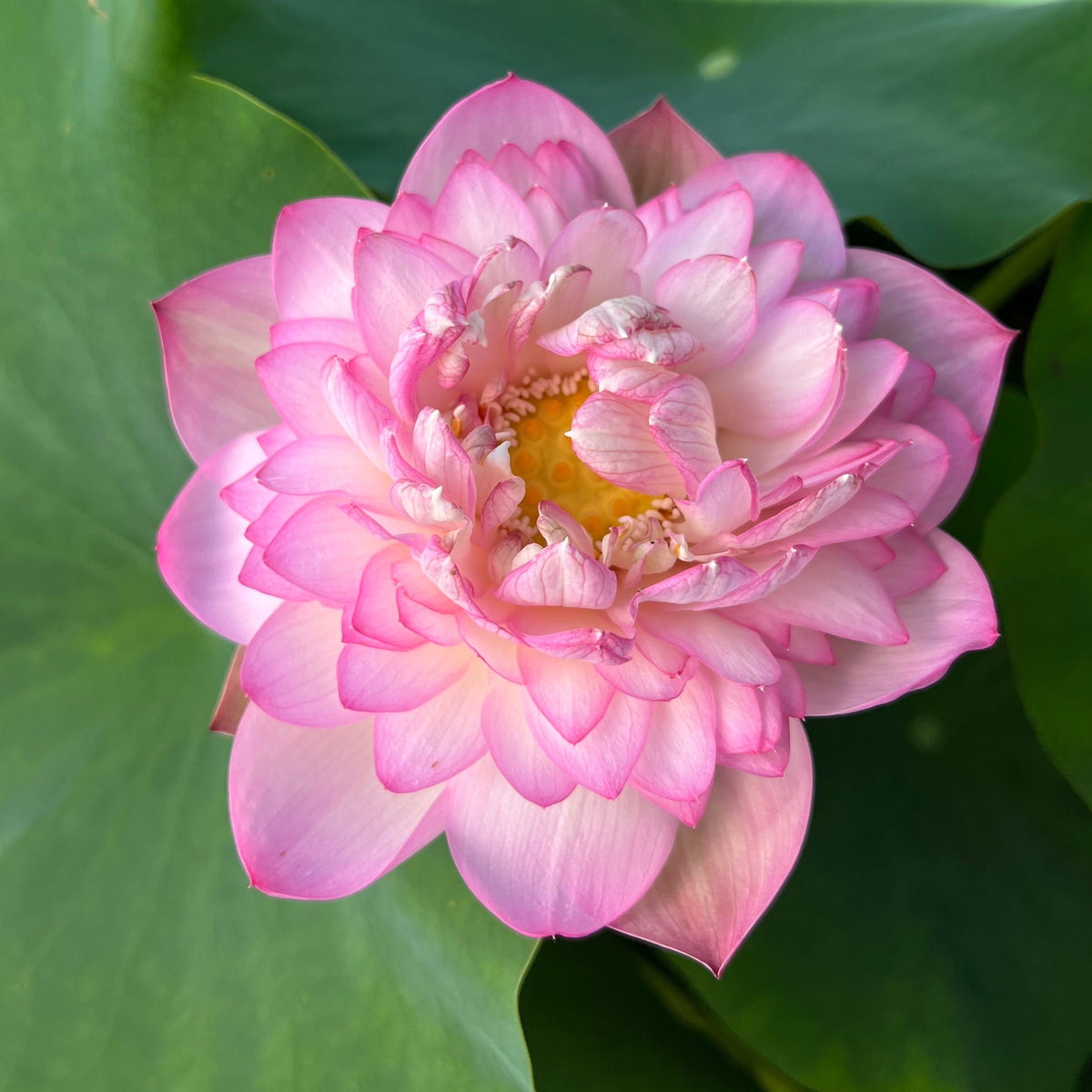 buddhas-seat-13-