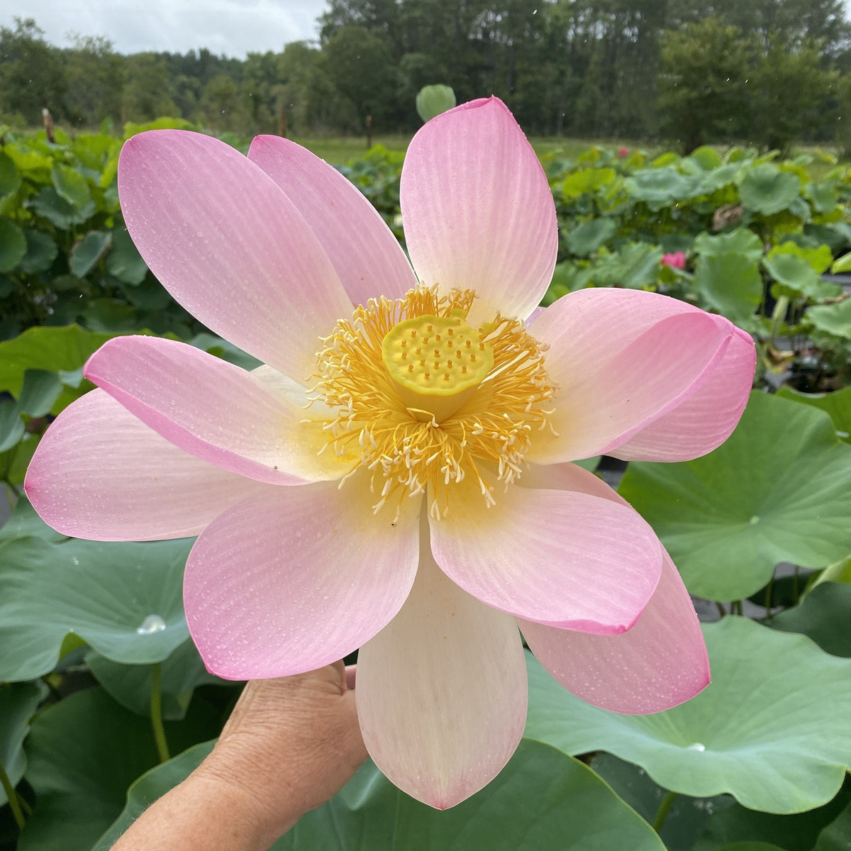 Carolina Queen | Beautiful Lotus Flower Collections – Ten Mile