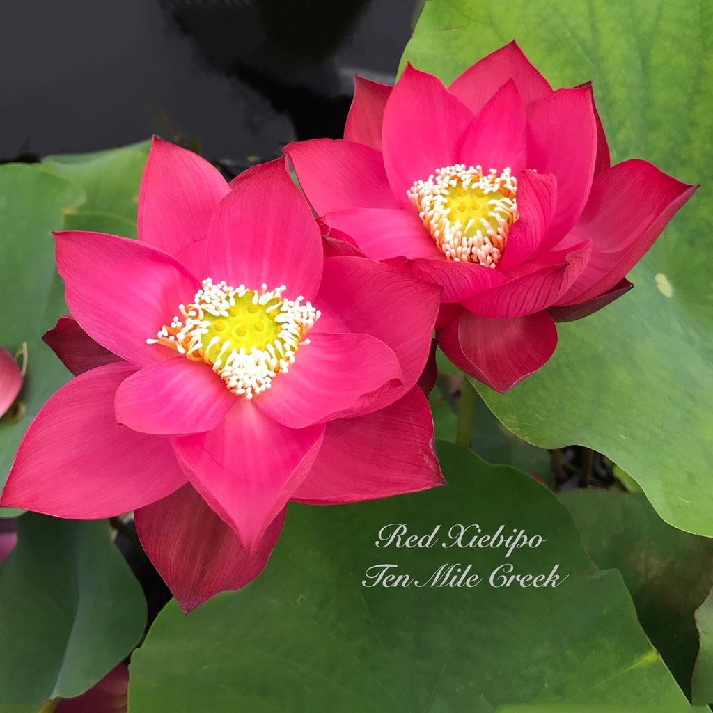 Chinese Red Xibeipo - Our Favorite! - Ten Mile Creek Nursery