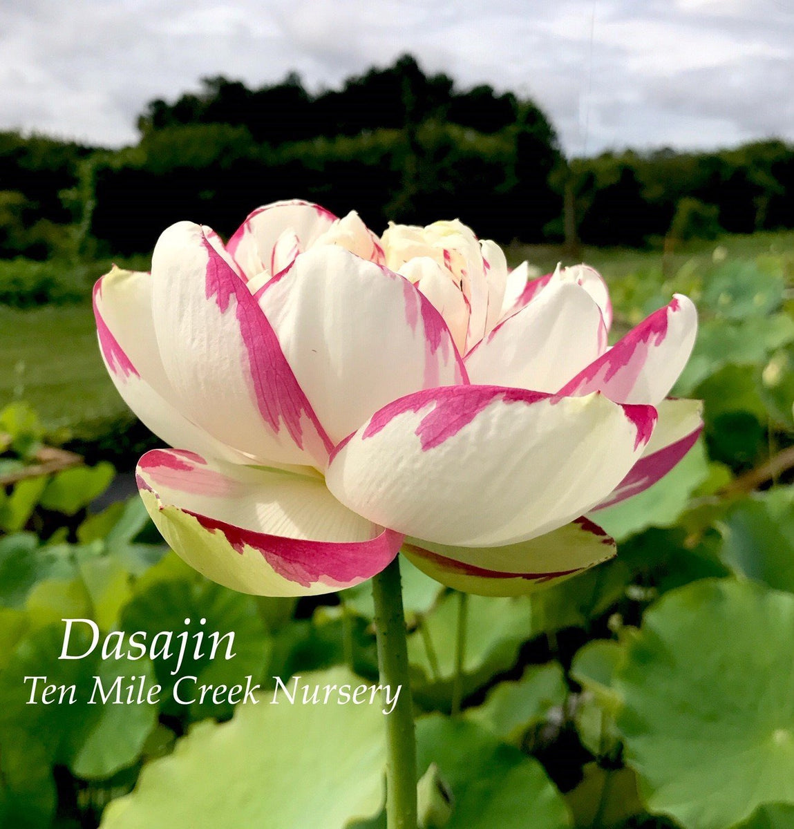 dasajin-409166_1200x1200.jpg?v