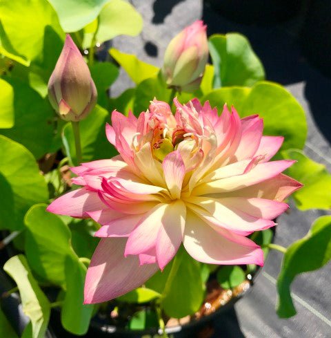 Double-Petal Bayi - Exquisite of Bowl Lotus! - Ten Mile Creek Nursery