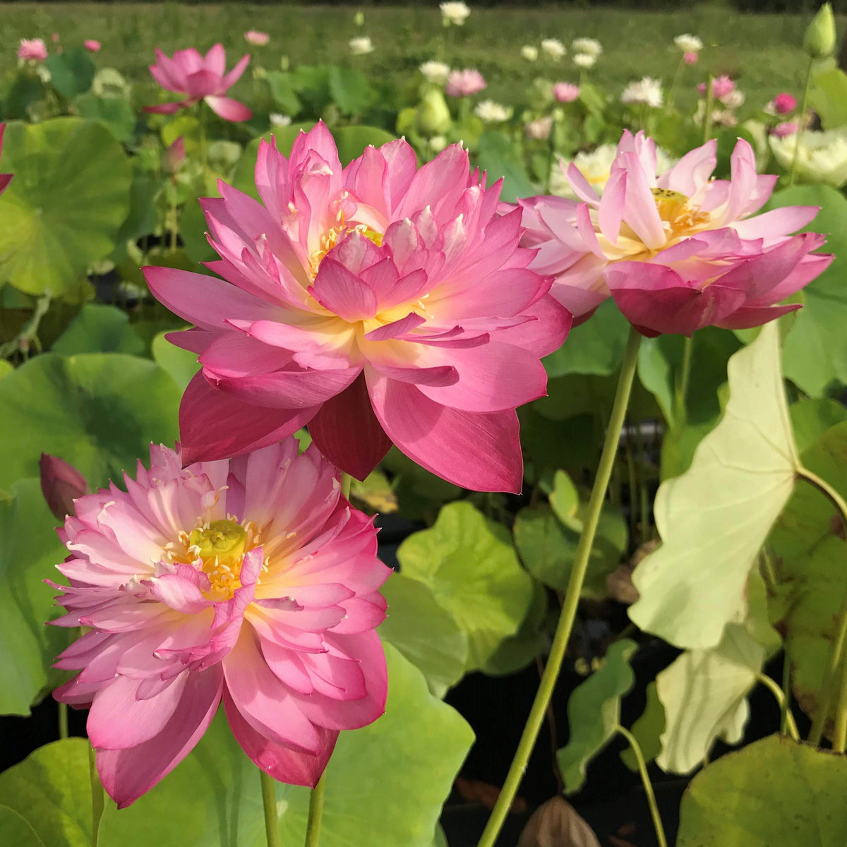 Elite Red | Beautiful Lotus Flower Collections – Ten Mile Creek