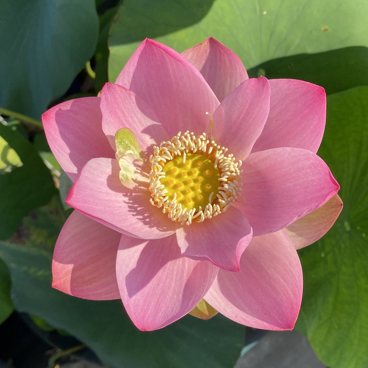 friendship-of-supervisor-