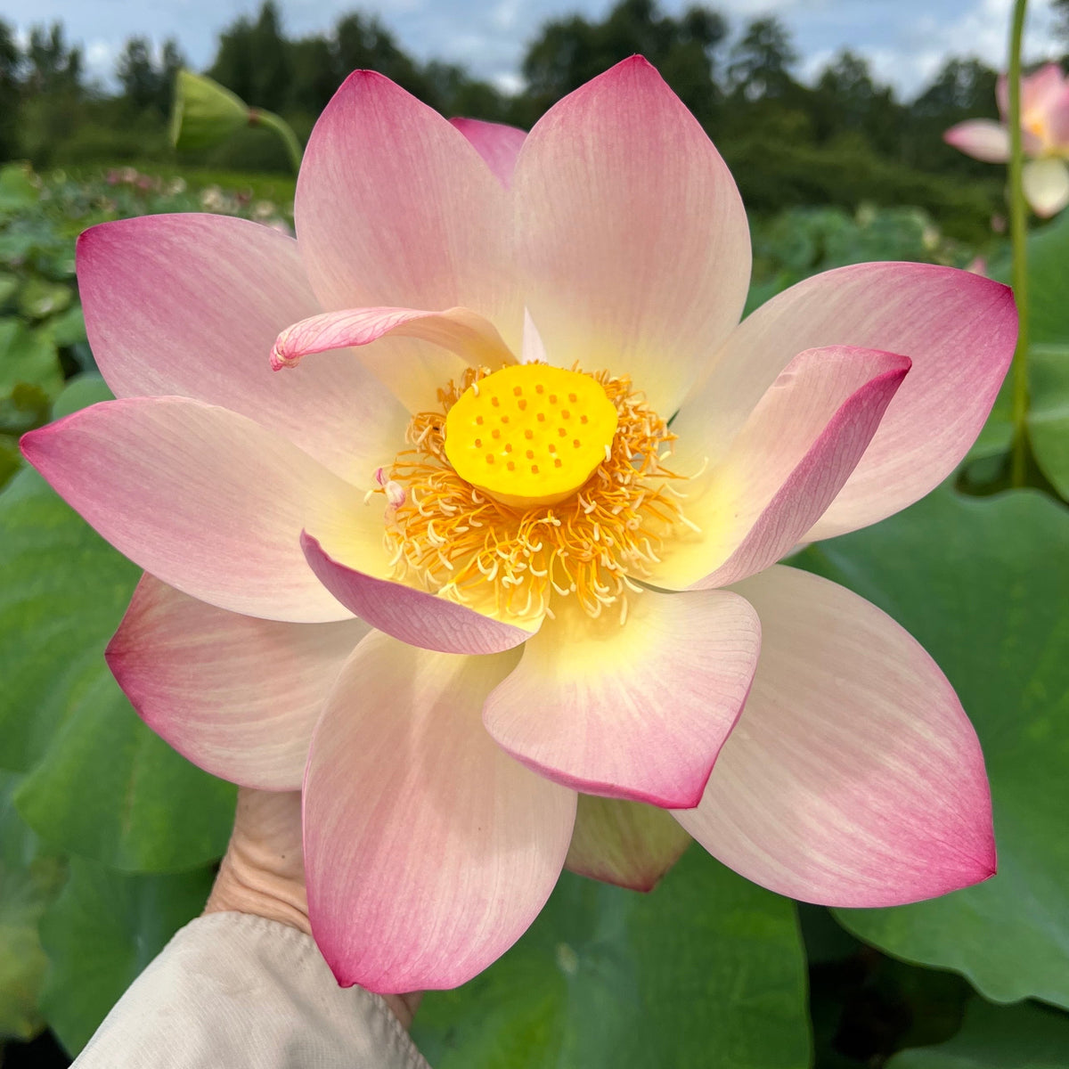 friendship-of-supervisor-