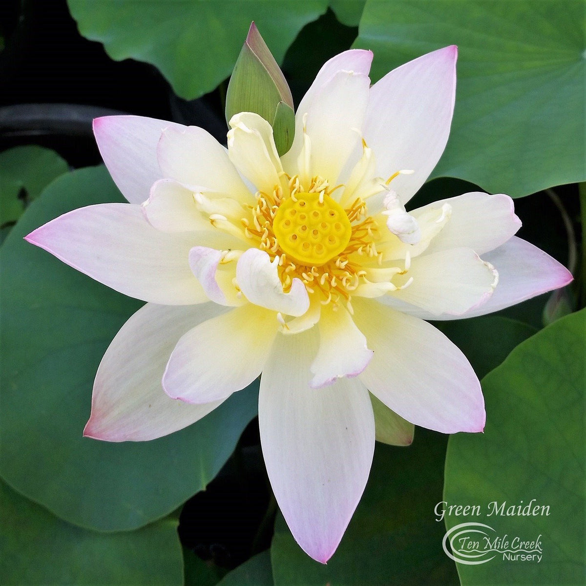 Green Maiden | Beautiful Lotus Flower Collections – Ten Mile Creek