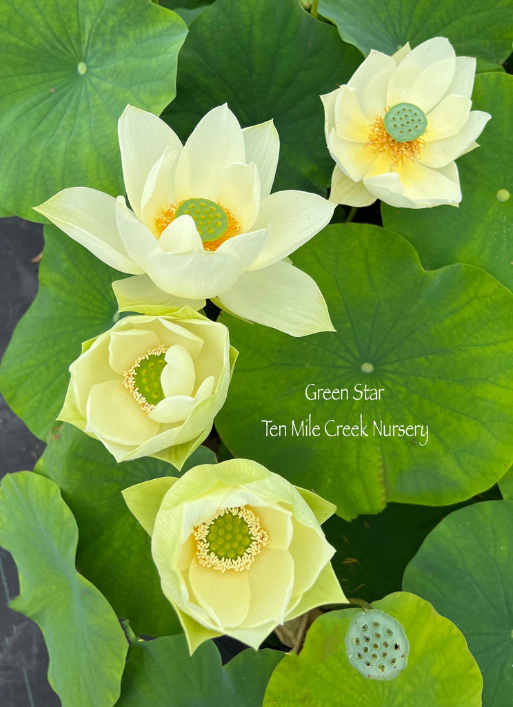 Green Star - Stunning Color Contrast! - Ten Mile Creek Nursery