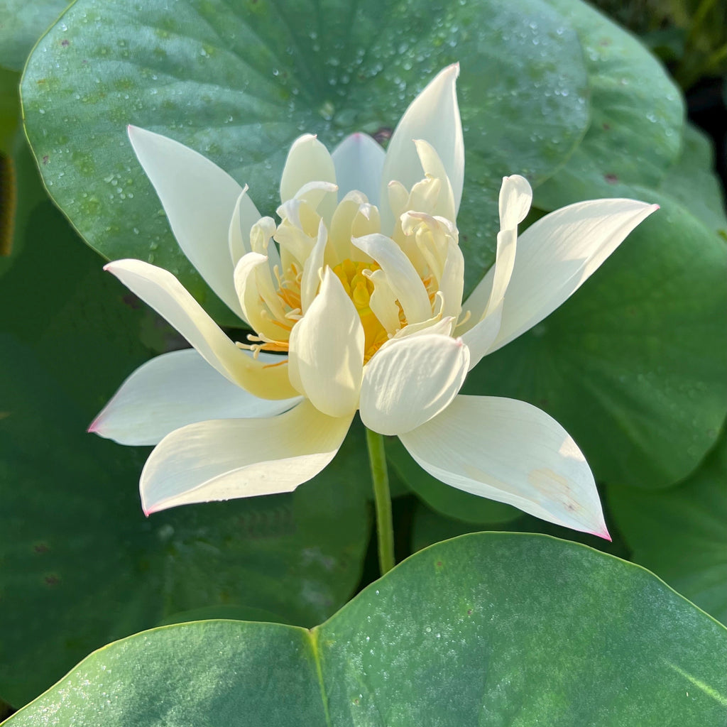 Hope - A whimsical little lotus! - Ten Mile Creek Nursery
