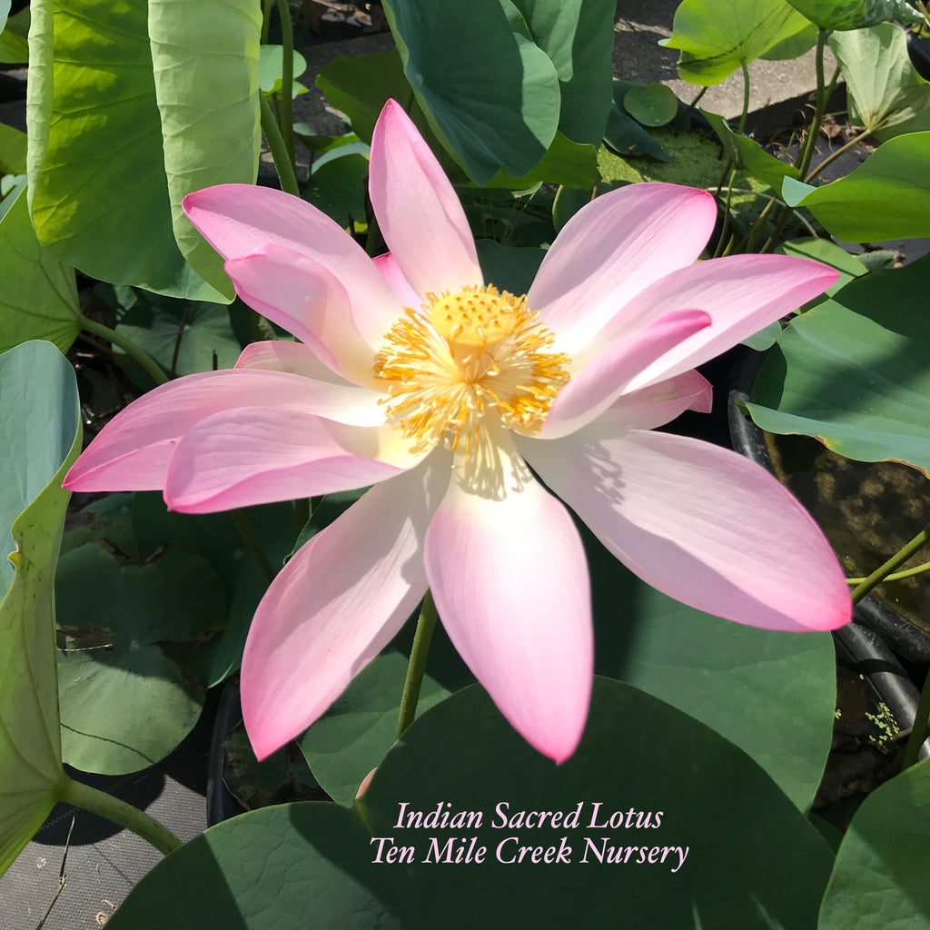 India Sacred Lotus - Ten Mile Creek Nursery