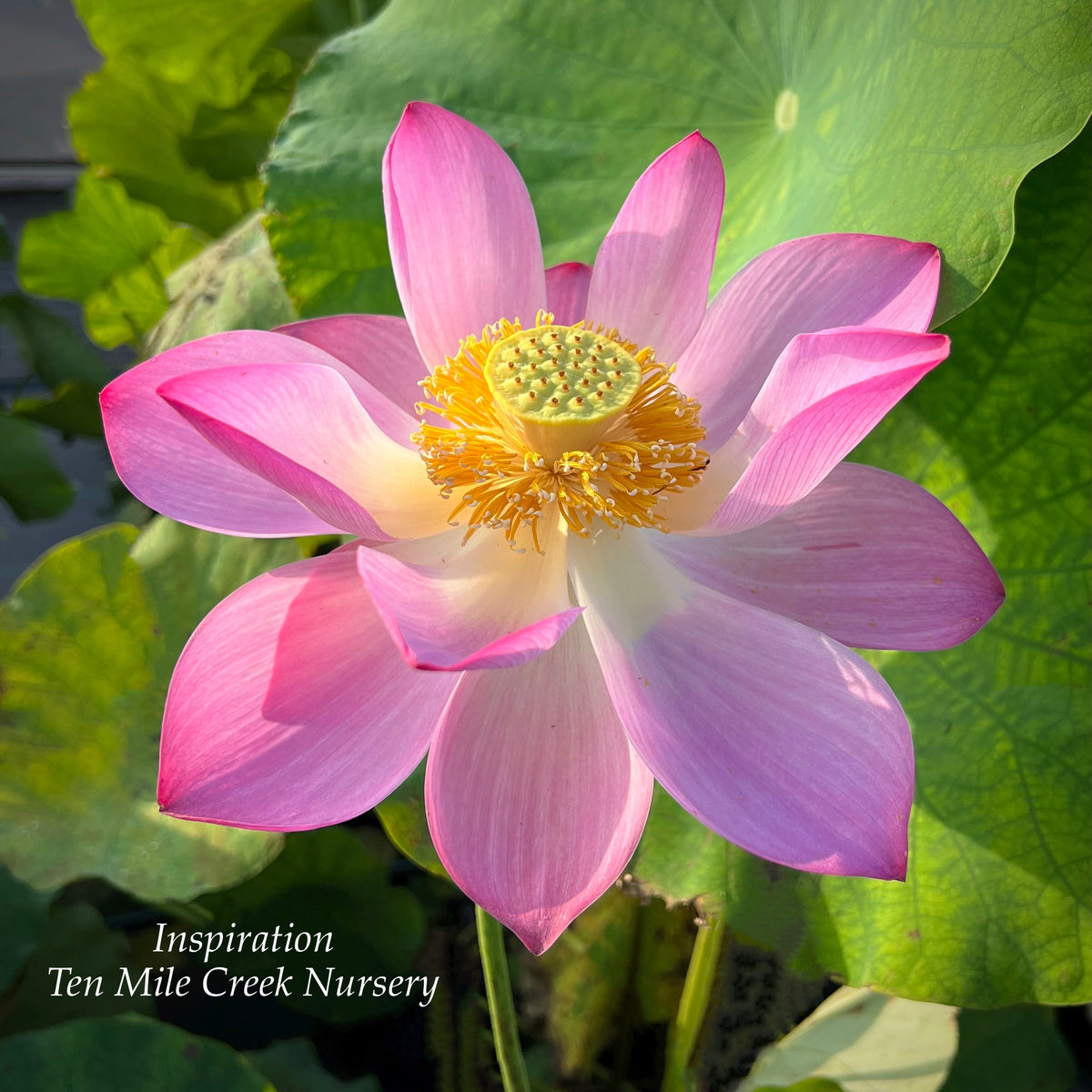 Blushing Bride  Beautiful Lotus Flower Collections – Ten Mile Creek Nursery