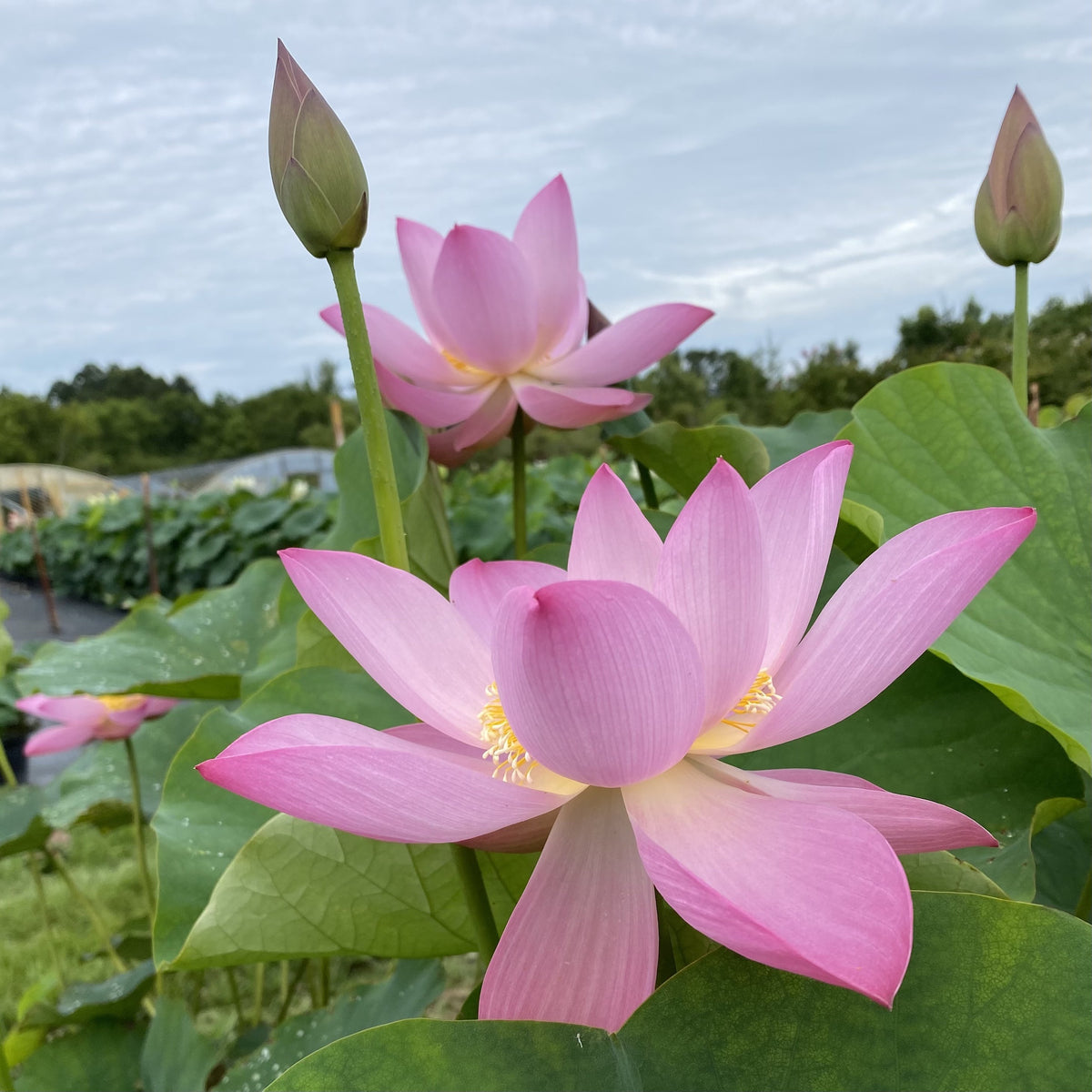 Blushing Bride  Beautiful Lotus Flower Collections – Ten Mile Creek Nursery