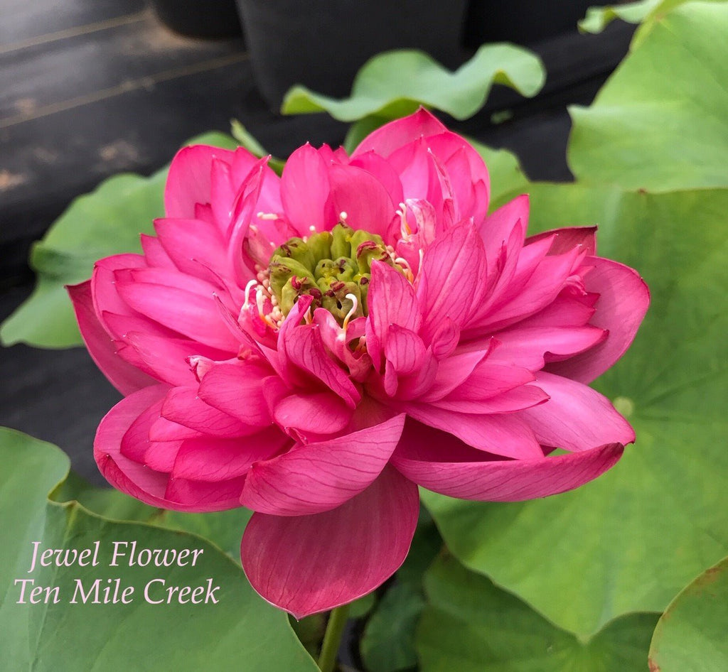 Jewel Flower - Ten Mile Creek Nursery