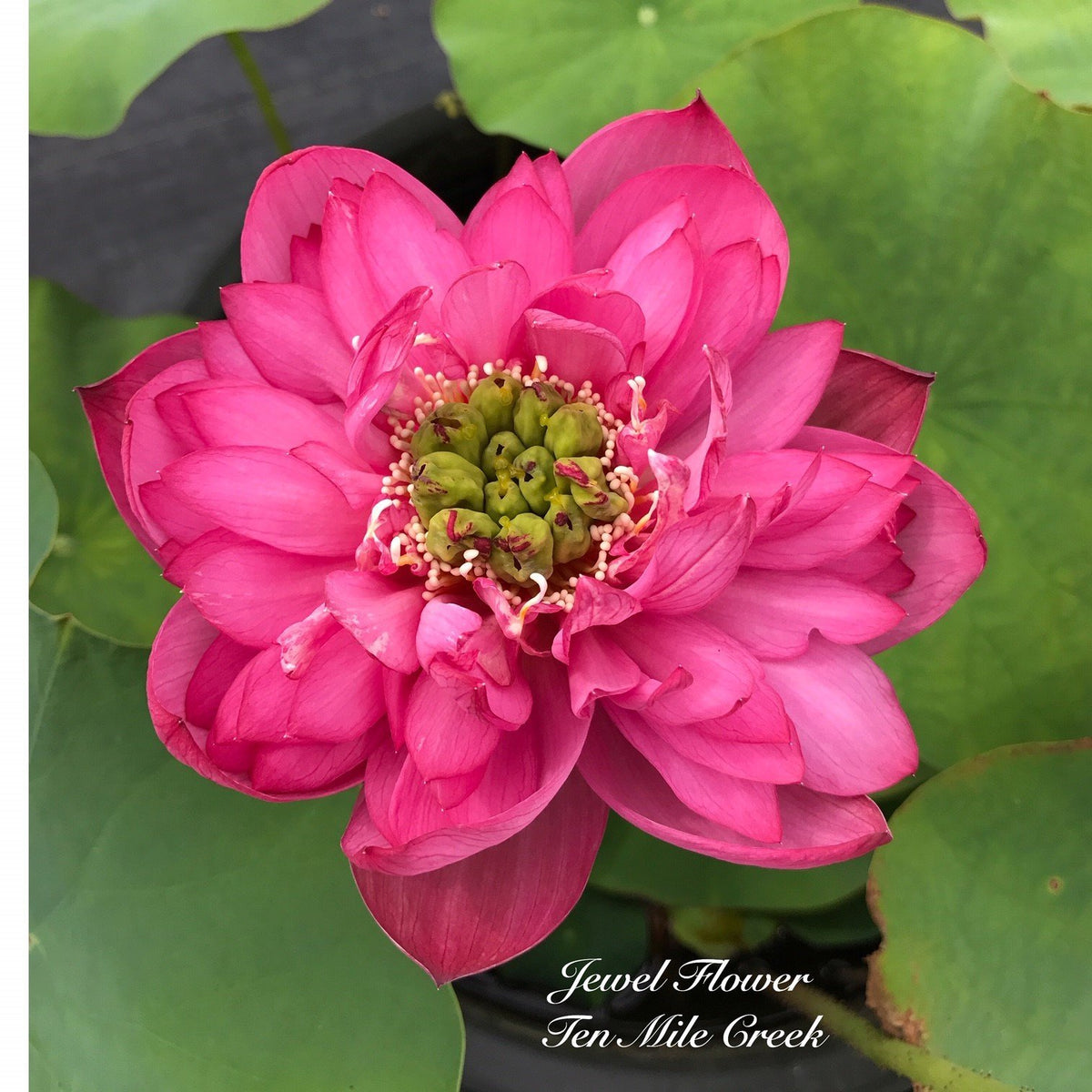 jewel-flower-317587_1200x1200.