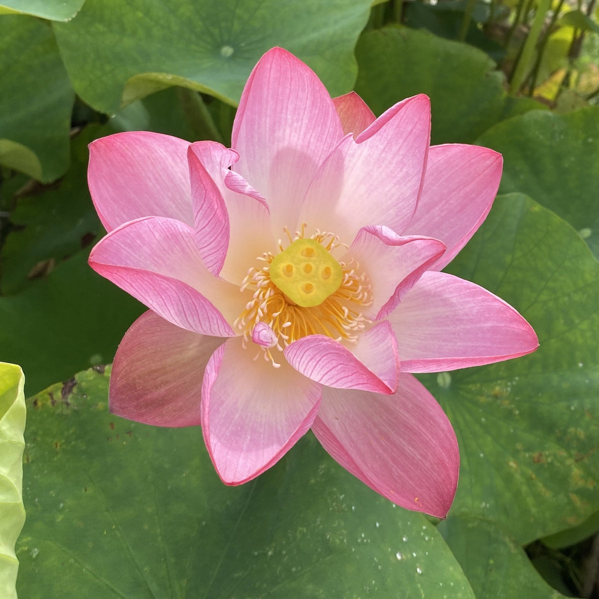 jianxuan-17-best-seed-producer