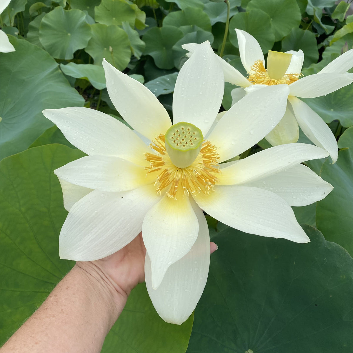 Jinling Elite Lotus - HUGE Flowers! – Ten Mile Creek Nursery
