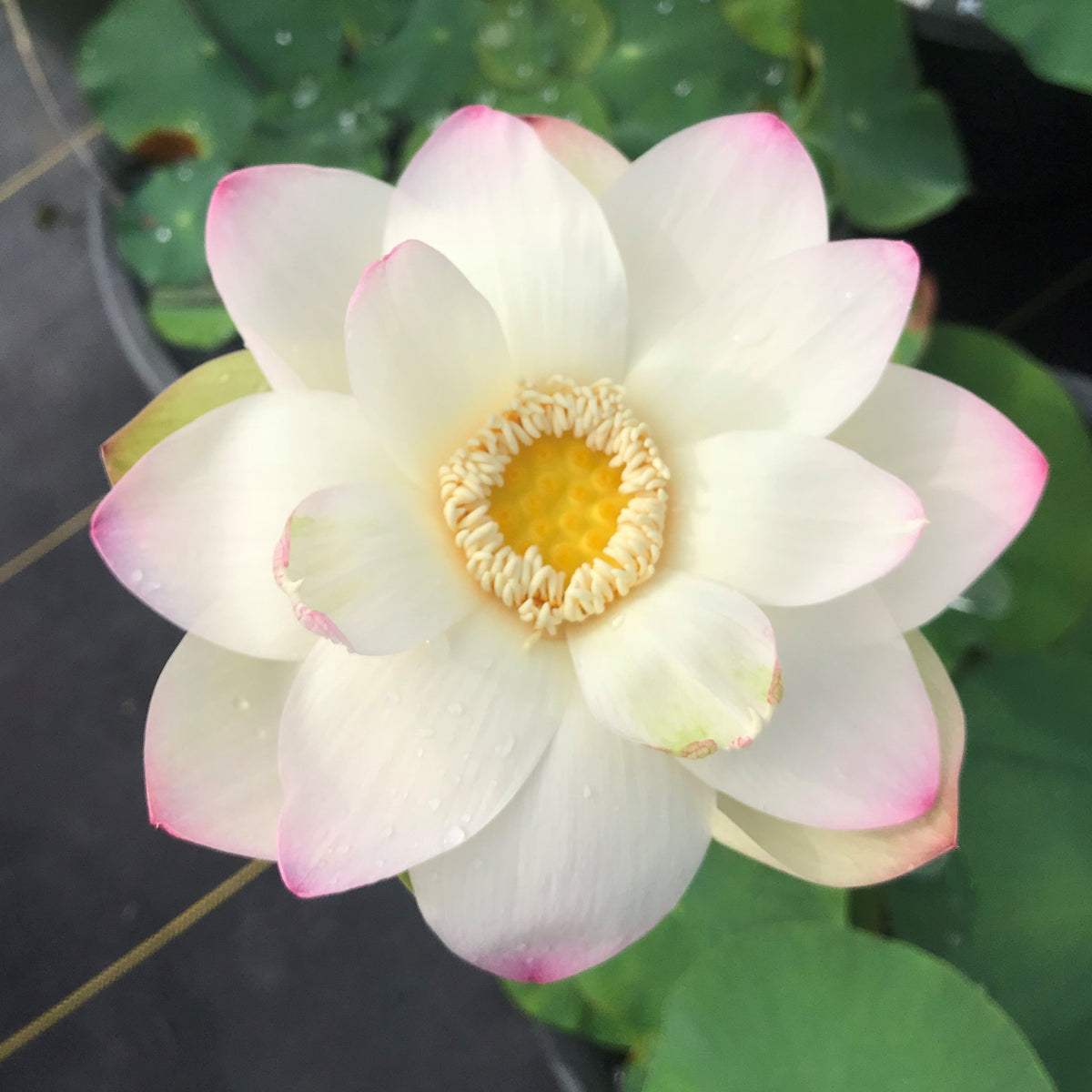 Kens Dream | Beautiful Lotus Flower Collections – Ten Mile Creek