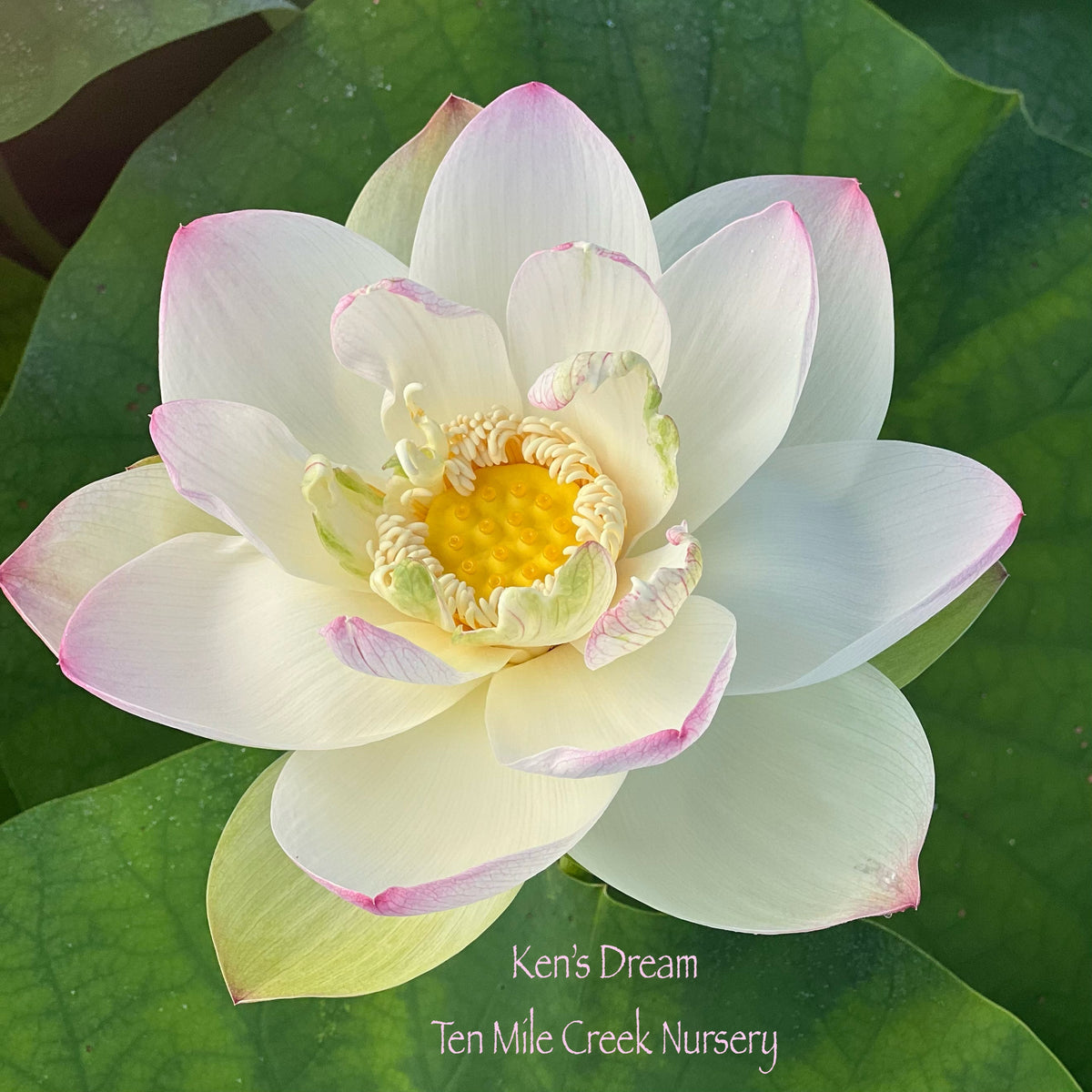 Kens Dream | Beautiful Lotus Flower Collections – Ten Mile Creek