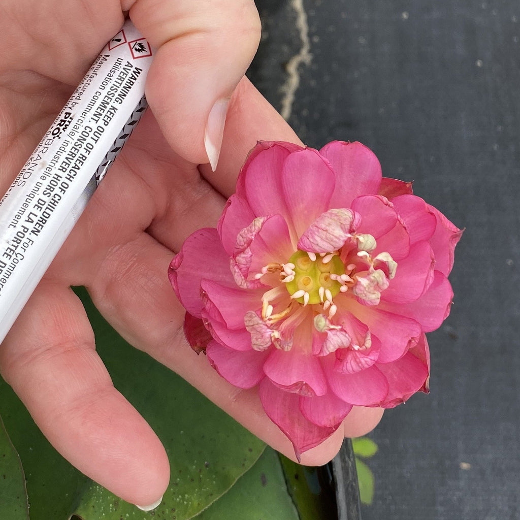 Lady Bug - Miniature - Endless Flowers! - Ten Mile Creek Nursery