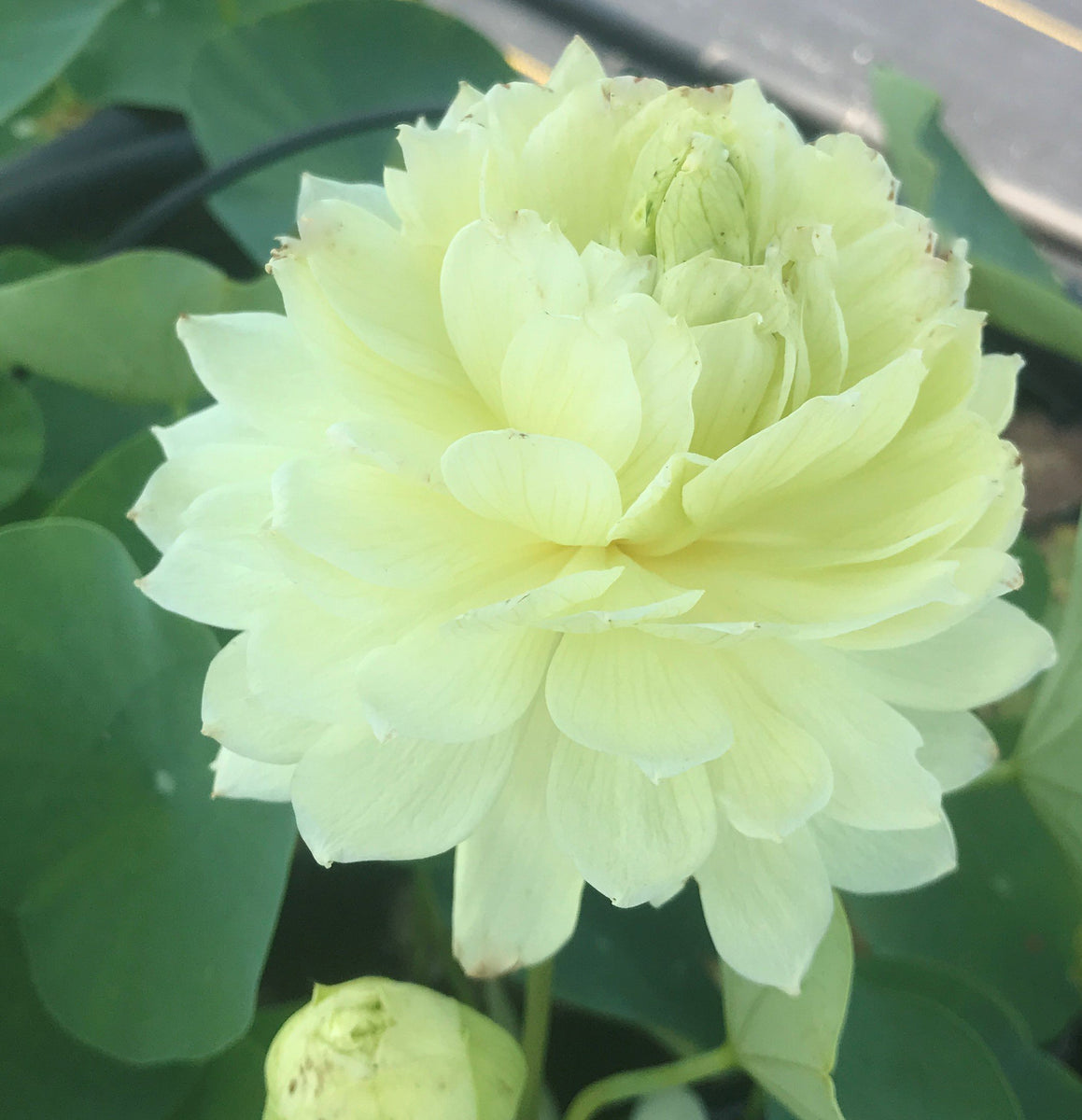 Lemon & Lime Beautiful Lotus Flower Collections Ten Mile Creek Nursery