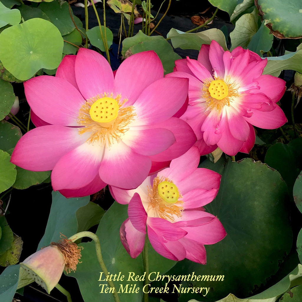 Little Red Chrysanthemum - Ten Mile Creek Nursery