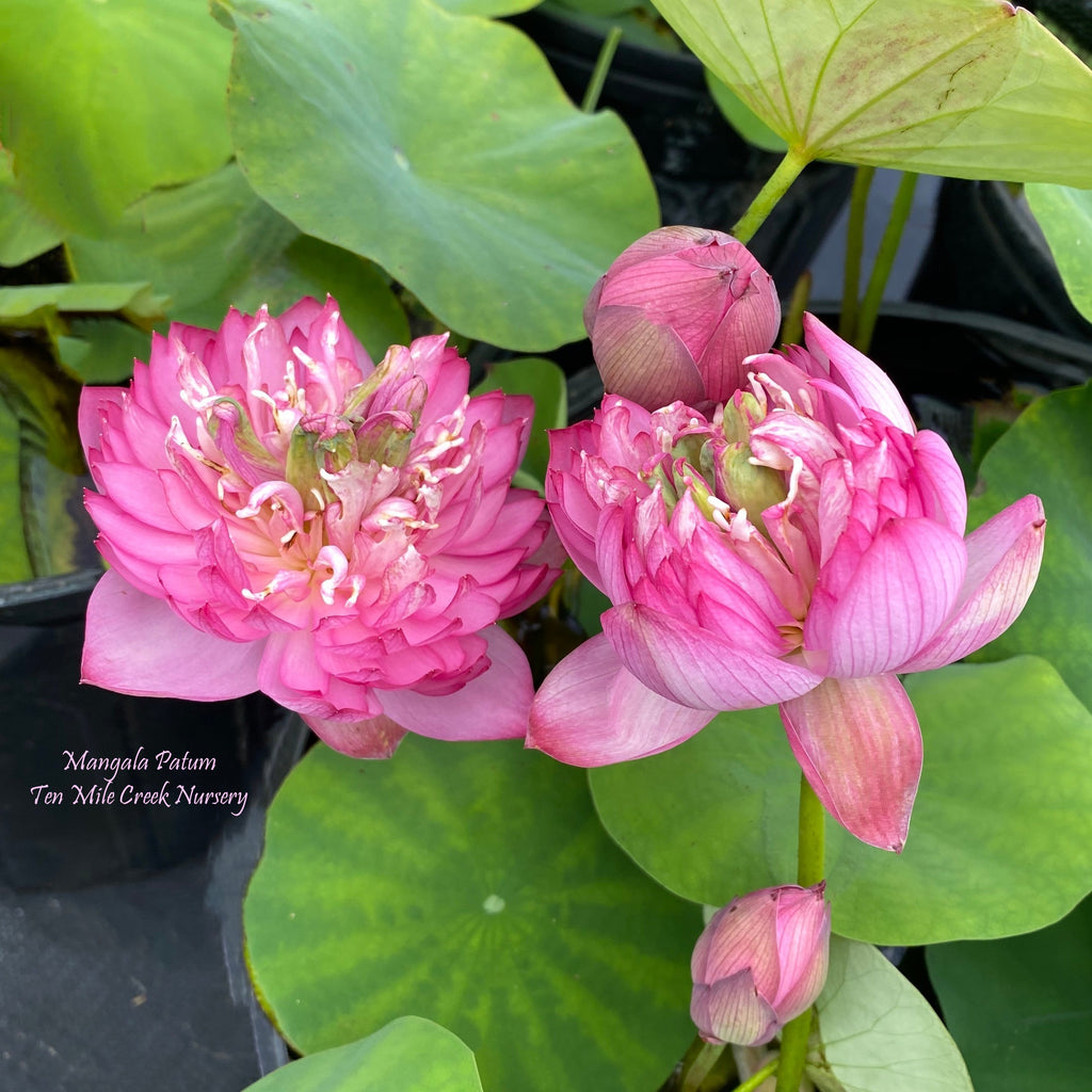 Mangala patum - The BEST Exquisite of Bowl Lotus! - Ten Mile Creek Nursery