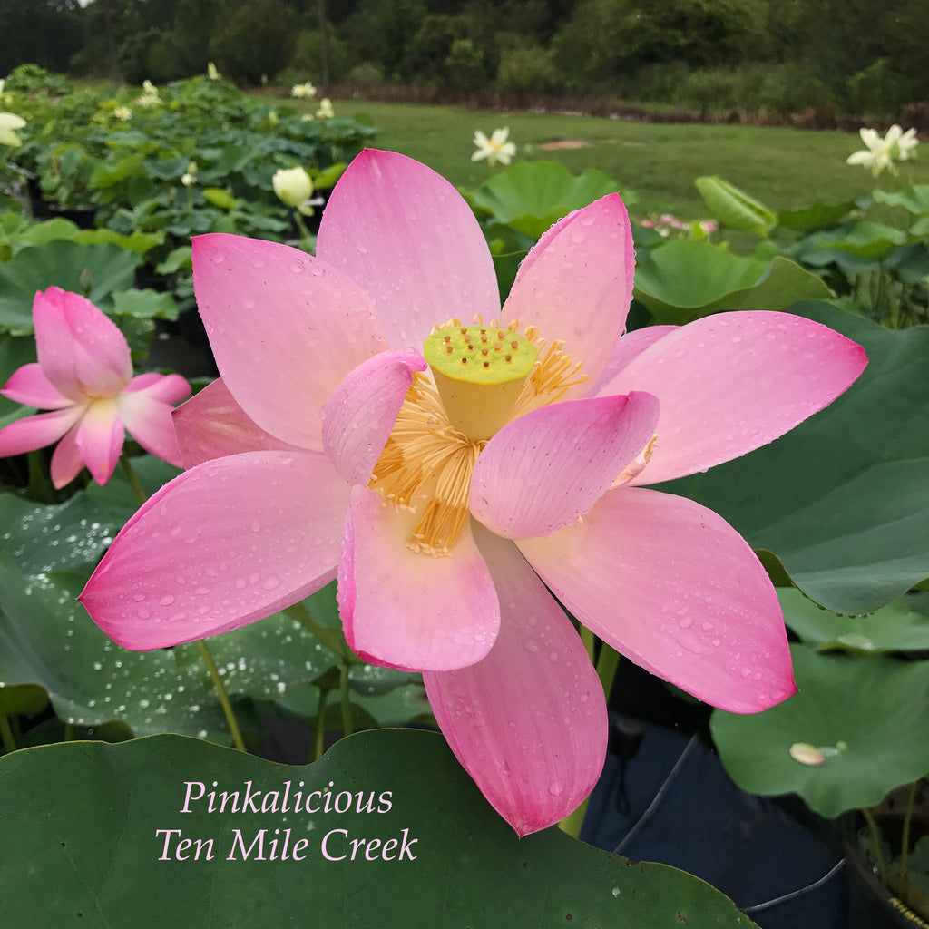 Pink-A-Licious - Ten Mile Creek Nursery