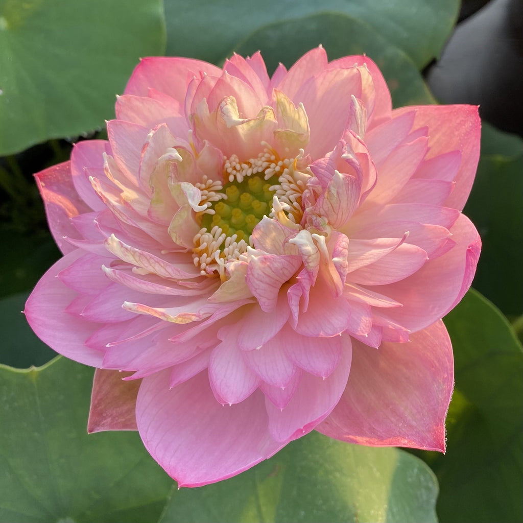 Pink Peach - Glorious Color with Non-Stop Blooms! - Ten Mile Creek Nursery