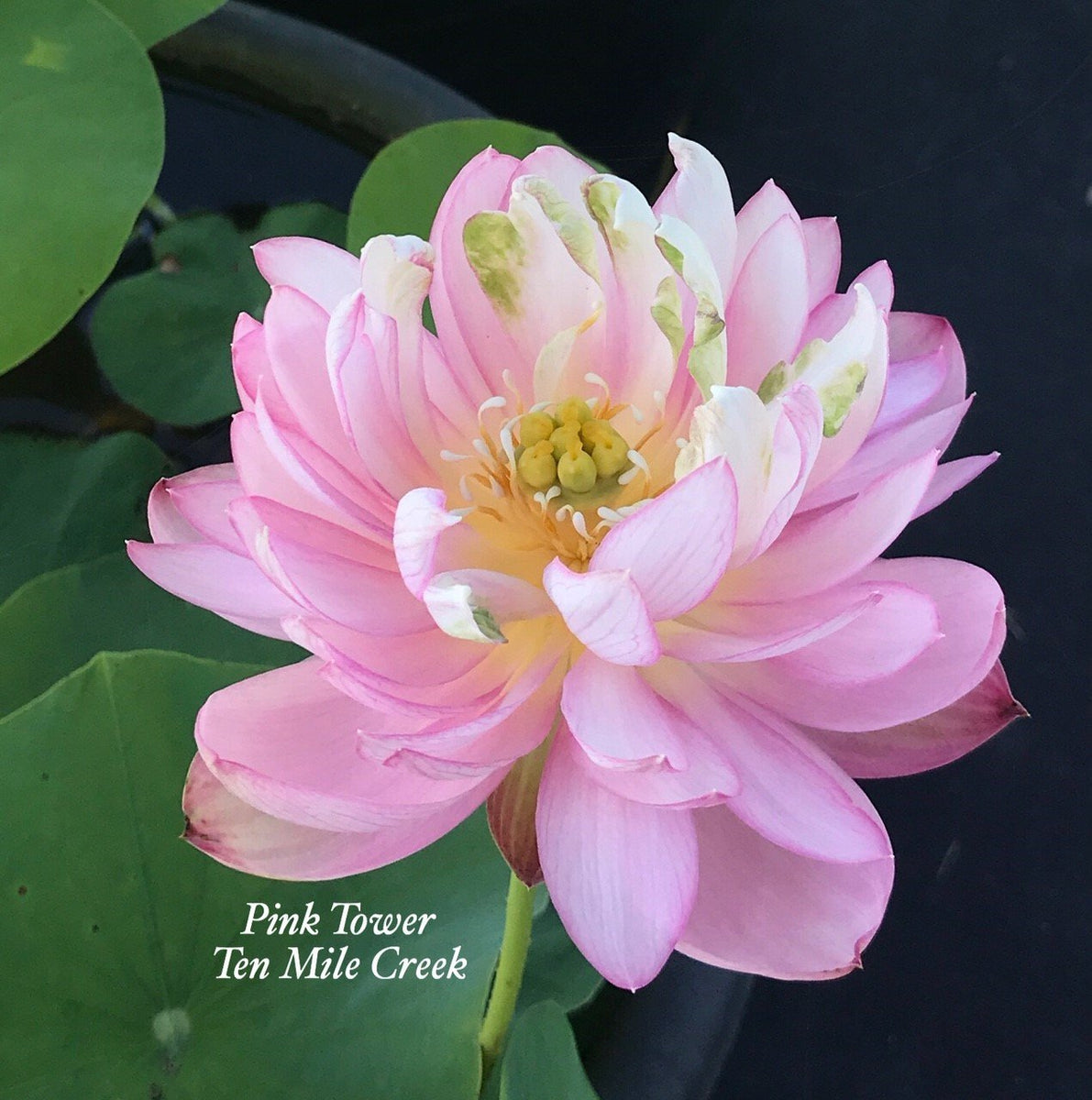 Pink Tower | Beautiful Lotus Flower Collections – Ten Mile Creek
